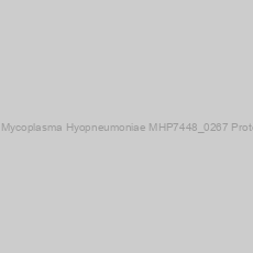 Image of Recombinant Mycoplasma Hyopneumoniae MHP7448_0267 Protein (aa 1-317)